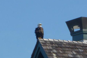 A Bald Eagle On Bald Head Island NC!